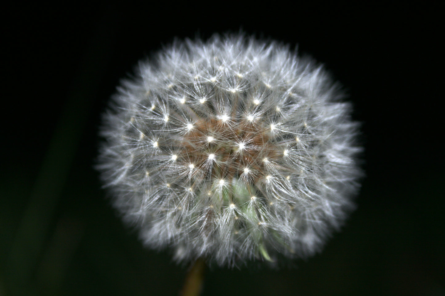 Paardenbloem