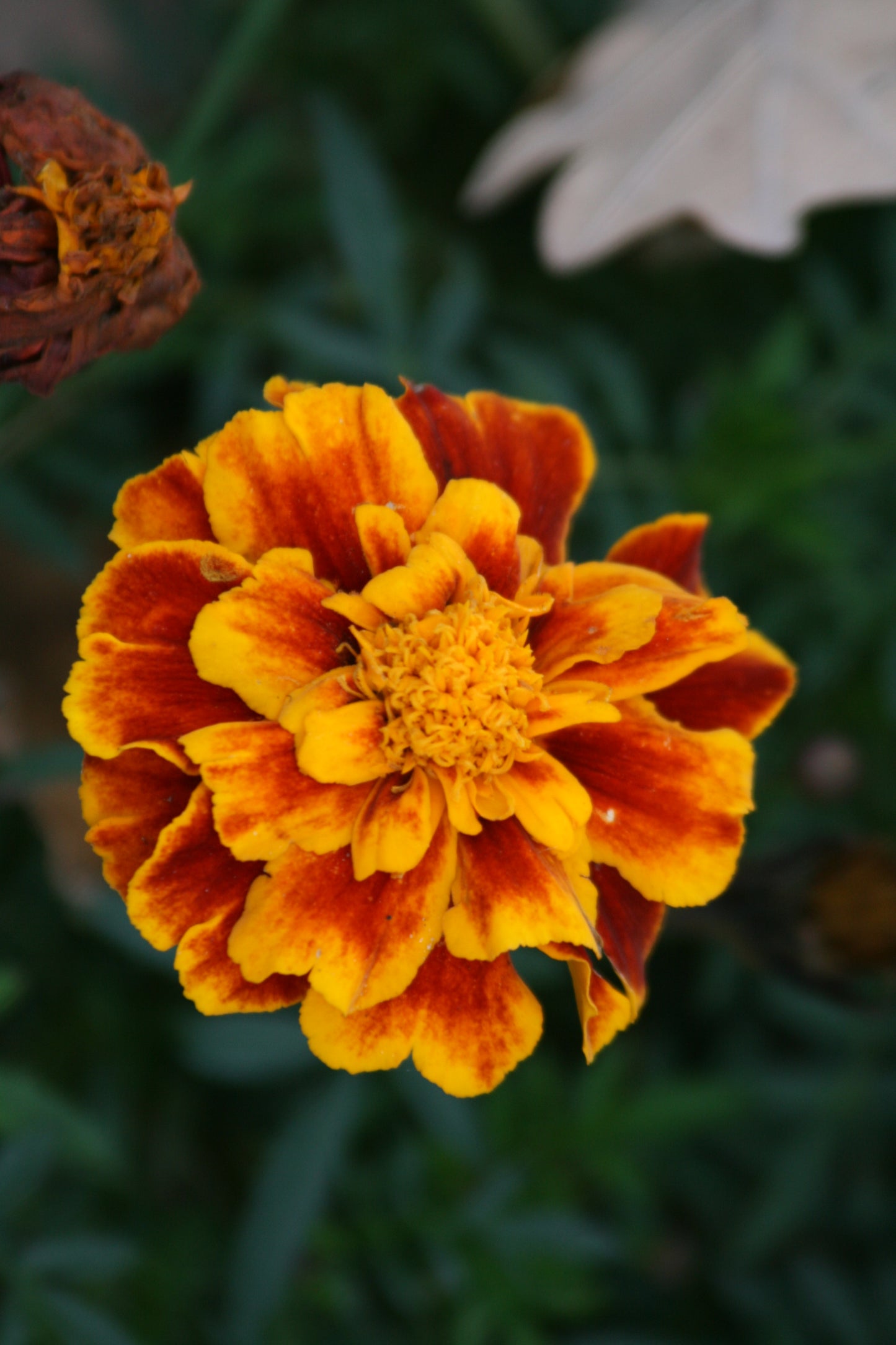 Tagetes bloem