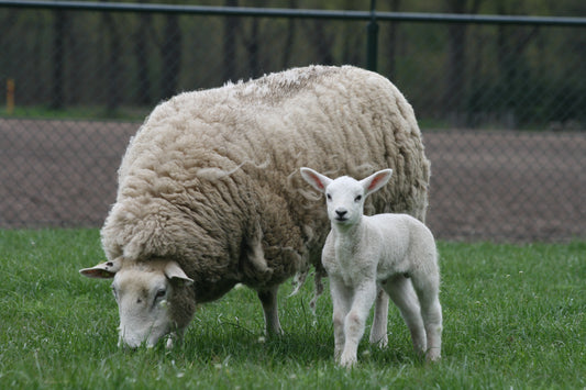 Ooi met lammetje