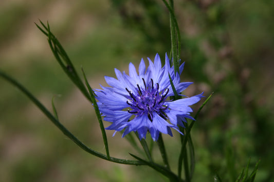 Blauwe Korenbloem