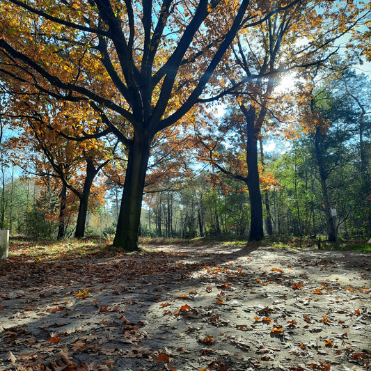 Vlierdense Bossen, Noord-Brabant